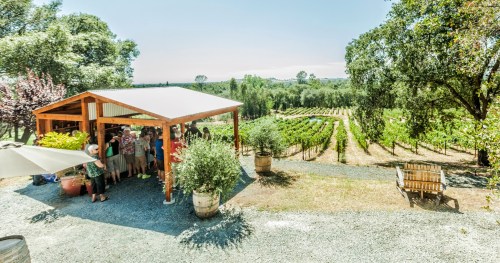 A sunny vineyard scene with people gathered under a wooden shelter, surrounded by lush grapevines and trees.