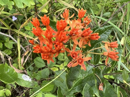 A cluster of vibrant orange flowers surrounded by green leaves in a natural setting.