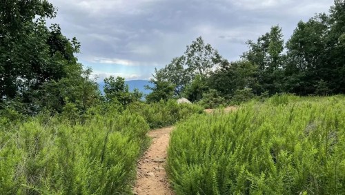 A winding dirt path through lush green foliage under a cloudy sky, leading to distant mountains.