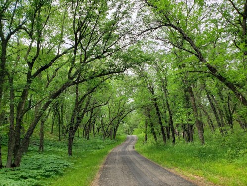 A winding road surrounded by lush green trees and foliage, creating a serene, natural pathway.