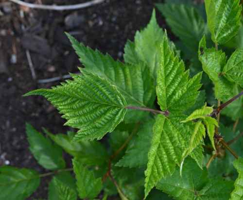 Close-up of vibrant green leaves with a textured surface, growing in dark soil.