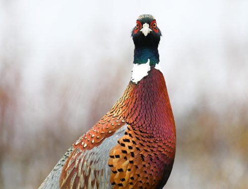 A close-up of a colorful pheasant with vibrant plumage and a striking expression against a blurred background.