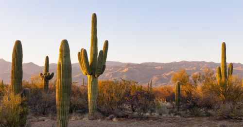 Saguaro cacti standing tall in the Arizona desert against dry brush and mountains in the background at sunset