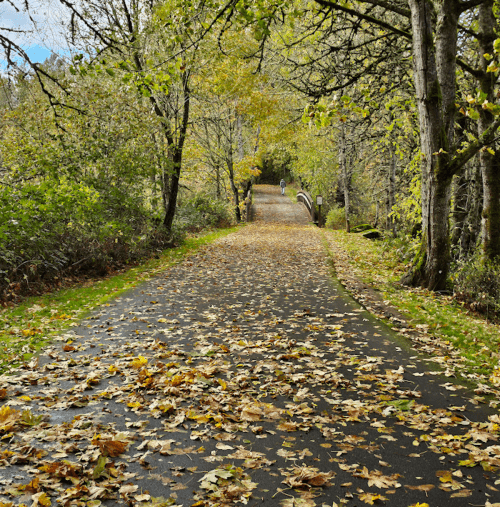 A peaceful pathway lined with trees, covered in fallen leaves, leading into the distance with a person walking.