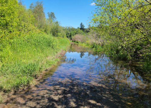 A serene landscape featuring a calm stream surrounded by lush greenery and trees under a clear blue sky.