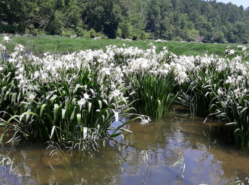 The 15 Best Things To Do In Alabama In Spring