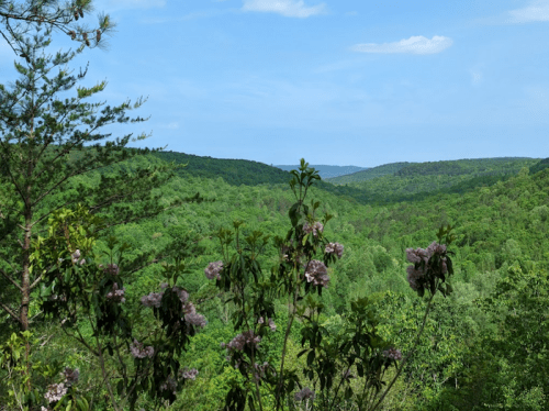The 15 Best Things To Do In Alabama In Spring