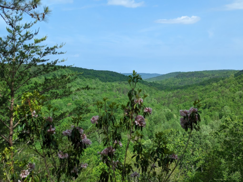 A scenic view of lush green hills under a blue sky, with blooming flowers in the foreground.