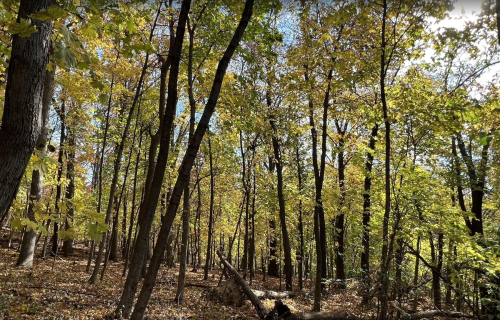 A serene forest scene with tall trees and vibrant autumn leaves under a clear blue sky.