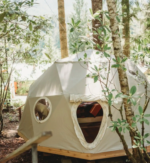 A cozy geodesic dome tent nestled among trees, surrounded by greenery in a serene outdoor setting.