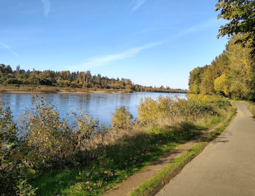 A serene river scene with trees and shrubs along a path under a clear blue sky.