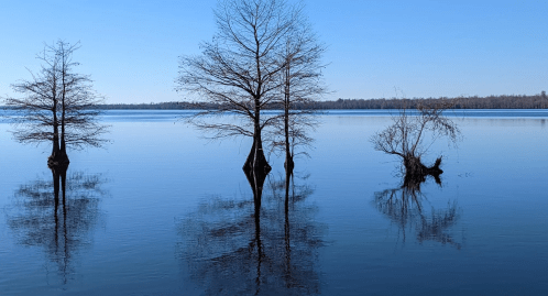 Three trees stand in calm water, their reflections visible, under a clear blue sky.
