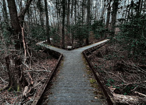 A wooden path splits into two directions in a dense, dark forest, surrounded by trees and underbrush.