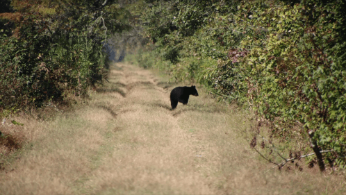 A black bear walks along a grassy path surrounded by dense greenery.