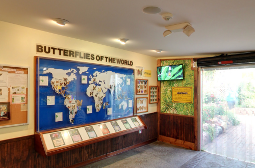 Exhibit titled "Butterflies of the World" featuring a world map and informational displays about butterflies.