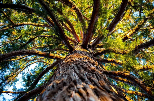 Looking up at a tall tree, showcasing its textured bark and sprawling branches against a clear blue sky.