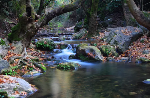 A serene stream flows through a forest, surrounded by mossy rocks and autumn leaves.