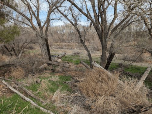 A dense area of trees and overgrown grass with fallen logs and branches scattered on the ground.
