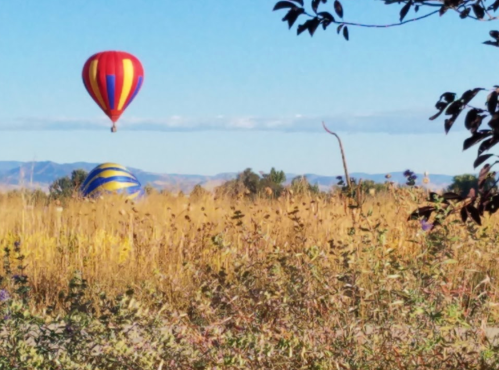 Two colorful hot air balloons float above a field of tall grass, with mountains visible in the background under a clear sky.