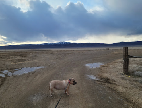 A dog stands on a dirt path with mountains in the background under a cloudy sky. Puddles are visible on the ground.