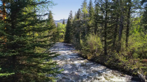 A flowing river surrounded by lush green trees and a clear blue sky in a serene natural setting.