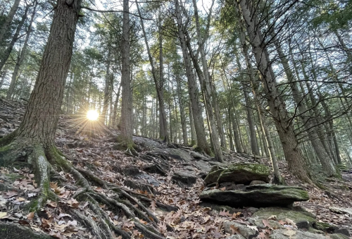Sunlight filters through trees on a rocky forest slope, with fallen leaves scattered on the ground.