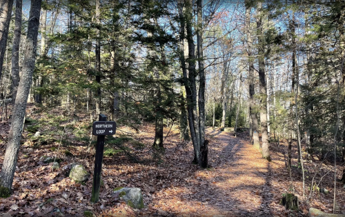 A wooded trail with a sign for "Northern Loop," surrounded by trees and fallen leaves.