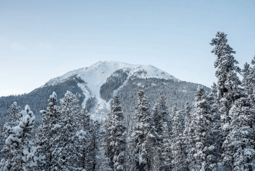 Snow-covered mountain peak surrounded by tall evergreen trees under a clear blue sky.