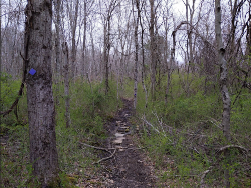 A narrow, winding trail through a sparse forest with bare trees and green underbrush. A blue marker is visible on a tree.