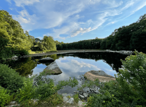 A serene pond surrounded by lush greenery and trees, reflecting the blue sky and clouds above.