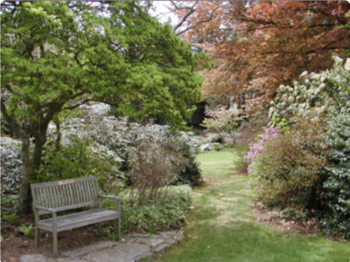 A serene garden path lined with lush greenery and blooming flowers, featuring a wooden bench under a tree.