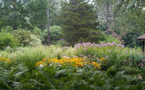 A lush garden filled with colorful flowers, including purple and yellow blooms, surrounded by greenery and trees.