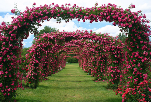 A lush garden path lined with vibrant pink rose arches under a blue sky.