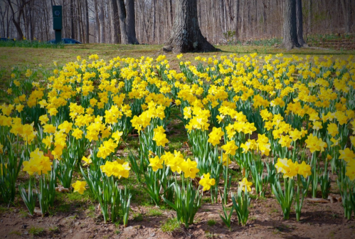 A vibrant field of yellow daffodils blooming under trees in a sunny park setting.