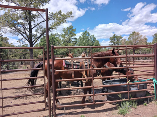 Two horses in a fenced area, one drinking from a trough, surrounded by trees and a blue sky with clouds.