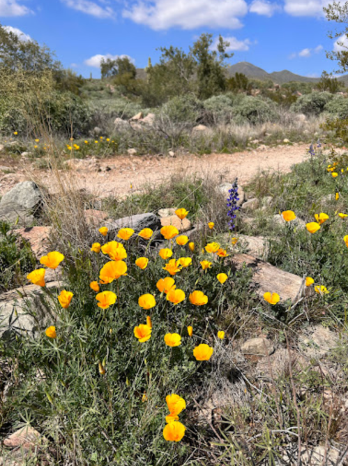 A vibrant field of yellow wildflowers blooms alongside a rocky path under a blue sky with fluffy clouds.