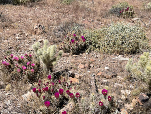 Desert landscape featuring clusters of vibrant pink flowers among dry, rocky terrain and sparse vegetation.