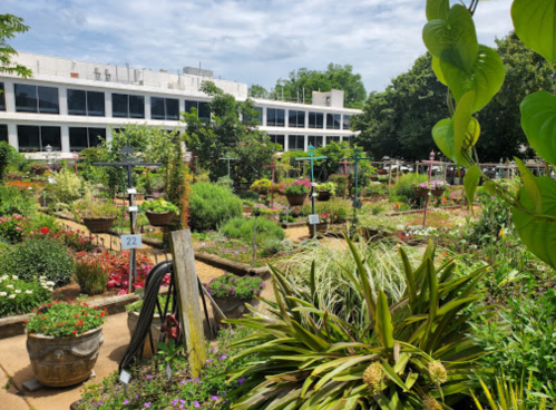 A vibrant garden filled with various plants and flowers, with a building visible in the background under a cloudy sky.