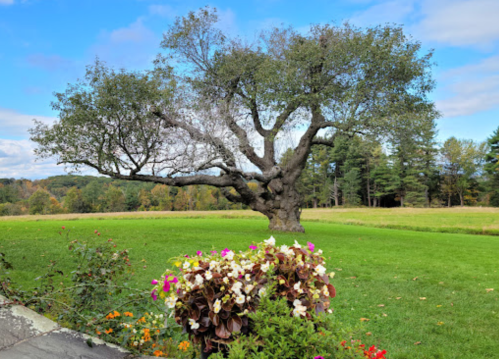 A large, leafy tree stands in a green field, surrounded by colorful flowers in the foreground.