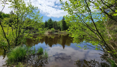 A serene pond surrounded by lush greenery and trees, reflecting the blue sky and clouds above.