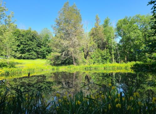 A serene pond surrounded by lush greenery and yellow flowers, reflecting the clear blue sky above.