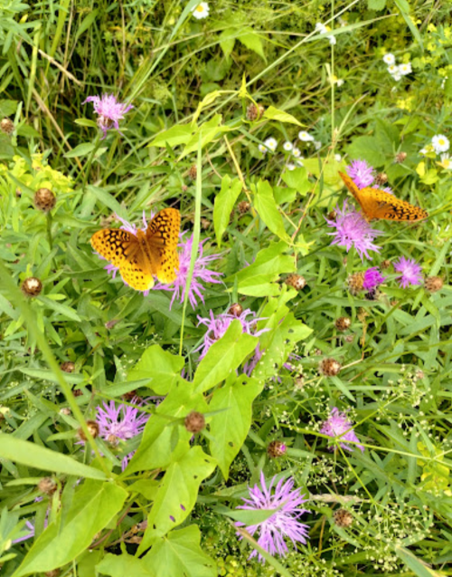 Two orange butterflies perched on vibrant purple flowers amidst lush green foliage.