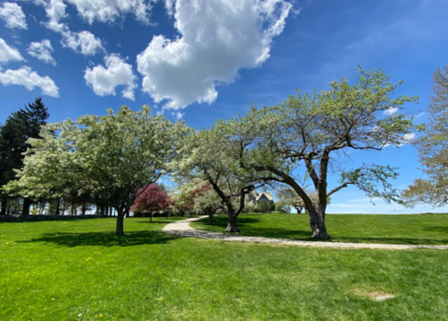 A sunny park scene with green grass, blooming trees, and a winding path under a blue sky with fluffy clouds.