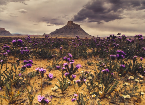 A desert landscape with purple flowers in the foreground and a rocky mountain under a cloudy sky in the background.