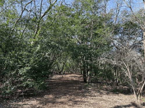 A wooded path surrounded by trees, leading into a green, natural area under a clear blue sky.