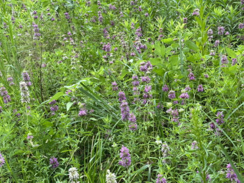 A lush field filled with vibrant purple wildflowers among green grasses and foliage.