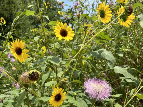 A vibrant field of sunflowers and purple thistles under a clear blue sky.