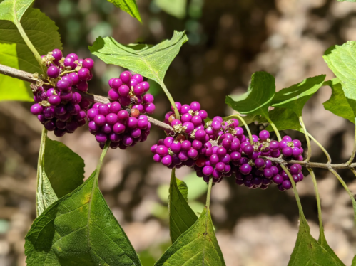 A close-up of vibrant purple berries clustered on a green branch, surrounded by leaves.