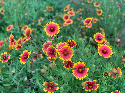 A vibrant field of red and yellow flowers surrounded by green foliage.