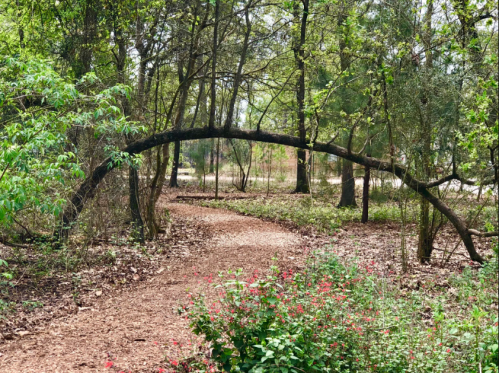 A winding path through a lush forest, with a curved tree branch arching overhead and colorful flowers nearby.